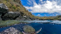 Foto penyu yang sedang mencari makan di lepas pantai San Cristobal, salah satu Kepulauan Galapagos di Ekuador, memenangkan perunggu dalam kategori hewan di habitatnya (Foto: World Nature Photography Awards/CNN)