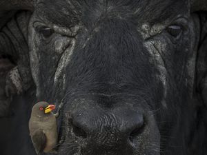 Karya Hebat World Nature Photography Awards 2024