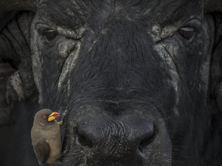 Karya Hebat World Nature Photography Awards 2024