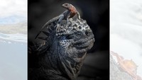 Juga dibidik di Kepulauan Galapagos, John Seager, dari Inggris, meraih penghargaan dalam kategori perilaku amfibi dan reptil dengan foto ini, yang menunjukkan seekor kadal lava yang sedang berdiri di atas seekor iguana laut (Foto: World Nature Photography Awards/CNN)
