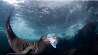 Celia Kujala memenangkan kategori foto jurnalistik alam dengan foto anak singa laut yang sedang bermain dengan sampah di lepas pantai Kepulauan Coronado, Baja California, Meksiko (Foto: World Nature Photography Awards/CNN)