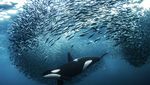 Karya Hebat World Nature Photography Awards 2024