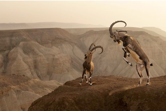 World Nature Photography Awards 2024