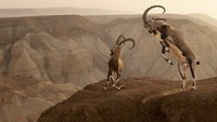 Amit Eshel memenangkan kategori hewan dalam kategori habitat mereka dengan foto ibex Nubia di tepi tebing di Gurun Negev, Israel (Foto: World Nature Photography Awards/CNN)