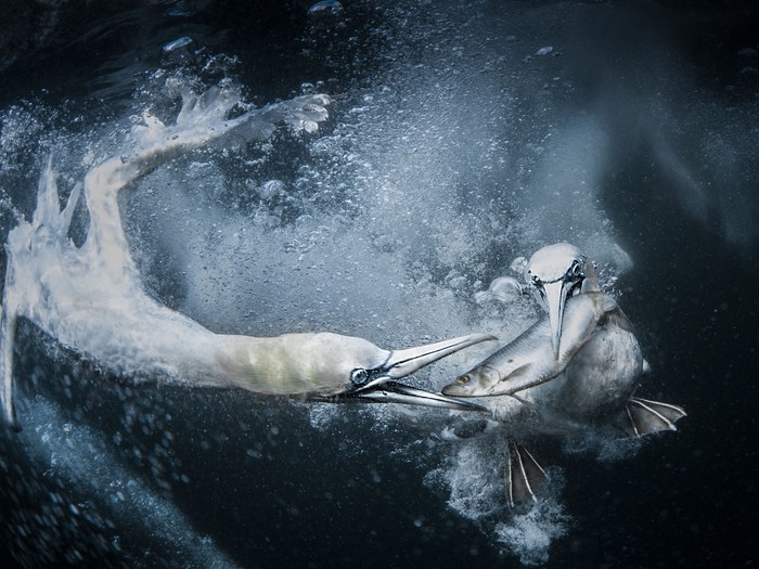 World Nature Photography Awards 2024 World Nature Photography Awards 2024