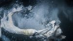 Karya Hebat World Nature Photography Awards 2024