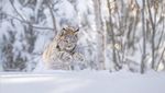 Karya Hebat World Nature Photography Awards 2024