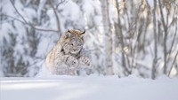 Thomas Vijayan memenangkan perak dalam kategori tersebut, dengan memotret seekor lynx Kanada yang menerkam salju (Foto: World Nature Photography Awards/CNN)