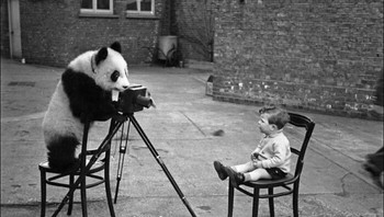 Ming Si Panda Memotret Putra Bert Hardy, Mike, Di Kebun Binatang London, Desember 1938 Foto: Boredpanda