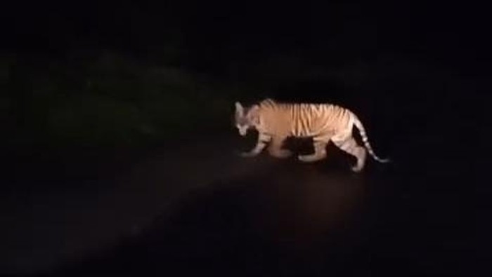 Harimau Sumatera melintas di jalanan Pesisir Barat Lampung