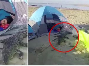 Kemping di Pantai, Turis Ditemani Tidur Oleh... Buaya