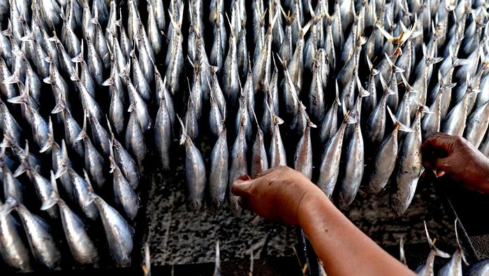 Pekerja menyiapkan ikan cakalang sebelum diasapkan di Pilohayanga, Kabupaten Gorontalo, Gorontalo, Minggu (31/3/2024). Pedagang cakalang asap meningkatkan produksi hingga 30 persen dari 350 kilogram/hari menjadi 460 kilogram/hari seiring permintaan yang naik menjelang Idul Fitri, ikan tersebut dijual mulai Rp25 ribu-Rp30 ribu/ekor tergantung berat dan ukuran. ANTARA FOTO/Adiwinata Solihin/YU