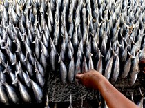 Jelang Lebaran, Produksi Cakalang Asap Meroket di Gorontalo