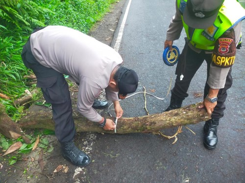 Pohon yang menimpa pemuda hingga tewas di Karangasem, Senin (1/4/2024). (dok. Polsek Selat)
