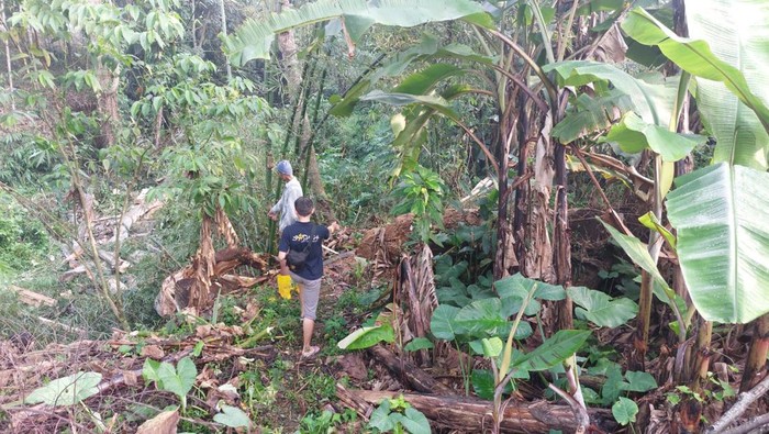 Polisi saat mengecek TKP pohon tumbang timpa 2 tukang kayu