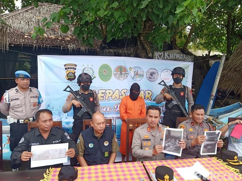Polres Jembrana menggelar konferensi pers penggagalan penyelundupan 18 penyu hijau di Kurma Asih Sea Turtle Conservation Center Desa Perancak, Jembrana, Bali, Senin (1/4/2024). (Foto: I Putu Adi Budiastrawan/detikBali)