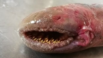 Makhluk itu adalah sea lamprey, spesies ikan purba yang dikenal suka menghisap darah mangsanya, sehingga mendapat julukan ikan vampir. Foto: Jarco Havermans via Pen News