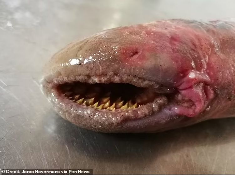 Belut Purba Penghisap Darah Muncul Lagi, Ukurannya Raksasa