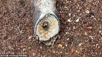Sea Lamprey