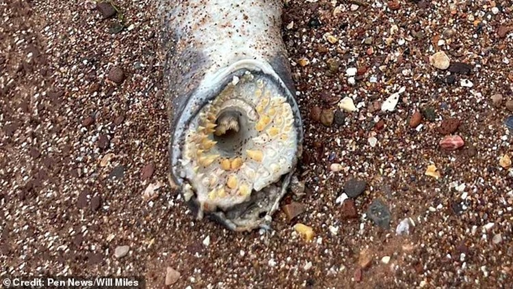 Sea Lamprey Sea Lamprey