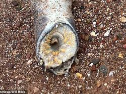 Belut Purba Penghisap Darah Muncul Lagi, Ukurannya Raksasa