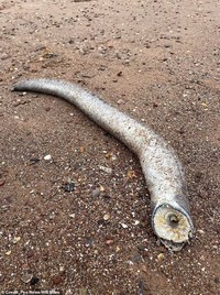 Sea Lamprey