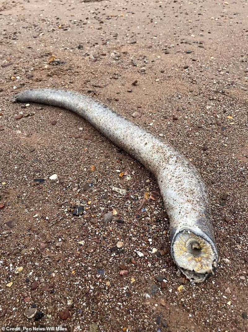 Sea Lamprey