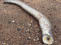 Belut Purba Penghisap Darah Muncul Lagi, Ukurannya Raksasa