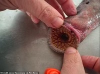 Sea Lamprey