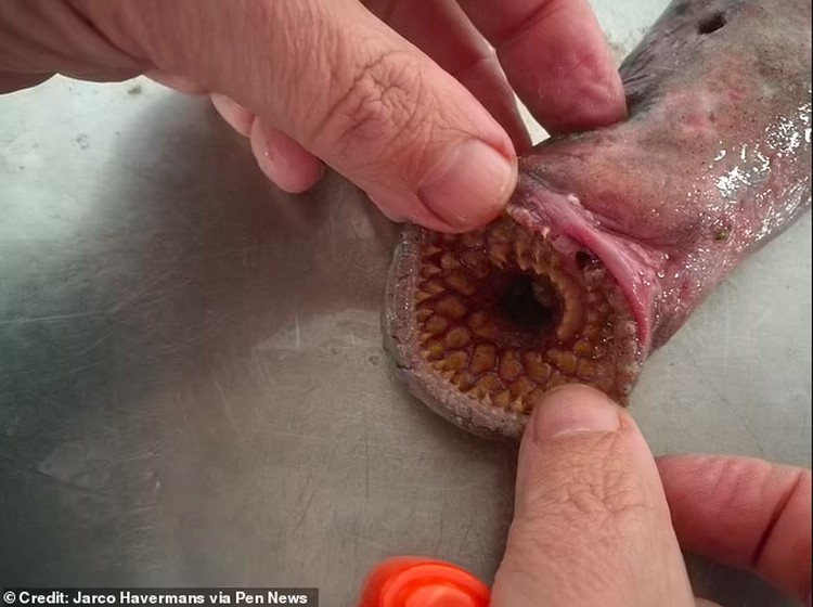 Sea Lamprey Sea Lamprey
