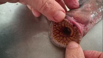 Seperti cacing pasir raksasa mengerikan yang digambarkan di film Dune, ikan vampir penghisap darah ini juga tak kalah mengerikan karena mulutnya dipenuhi gigi runcing yang berputar-putar. Foto: Jarco Havermans via Pen News