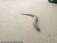 Sea Lamprey