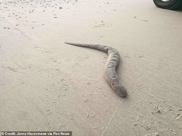 Sea Lamprey