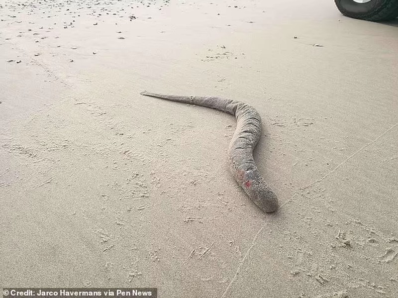 Sea Lamprey
