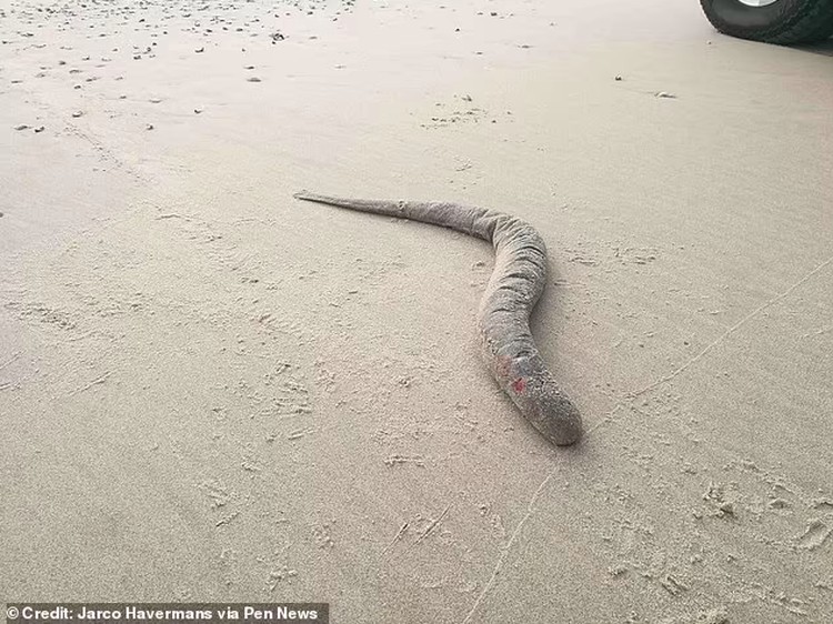 Sea Lamprey Sea Lamprey