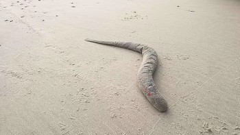 Will Miles (26) bertemu makhluk aneh yang terdampar di pantai dekat Exmouth Marina di Devon, Inggris, saat berjalan-jalan sepulang kerja minggu lalu. Foto: Jarco Havermans via Pen News
