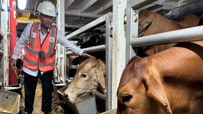 2.583 Ekor Sapi Bakalan dan Siap Potong Tiba di Tanjung Priok