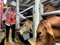 2.583 Ekor Sapi Bakalan dan Siap Potong Tiba di Tanjung Priok