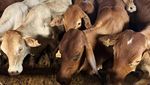 2.583 Ekor Sapi Bakalan dan Siap Potong Tiba di Tanjung Priok