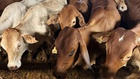 Sapi bakalan yang didatangkan berjenis Brahman Cross atau Australian Commercial Cross (ACC), dengan rata-rata berat mencapai 325 kg. 