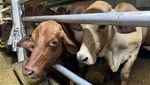 2.583 Ekor Sapi Bakalan dan Siap Potong Tiba di Tanjung Priok