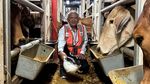 2.583 Ekor Sapi Bakalan dan Siap Potong Tiba di Tanjung Priok