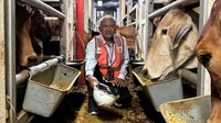 2.583 ekor sapi bakalan dan sapi siap potong tiba di Pelabuhan Tanjung Priok, Jakarta, Selasa (2/4/2024).