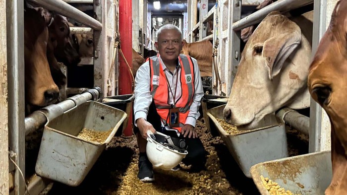 PT Berdikari anak perusahaan Holding BUMN Pangan ID FOOD datangkan 2.583 ekor sapi bakalan dan sapi siap potong, sebagai upaya persiapan menyambut Hari Besar Keagamaan Nasional (HBKN). Hal tersebut disampaikan oleh Direktur Keuangan dan SDM Berdikari Kaspiyah, Senin, 1/4/2024, saat meninjau kedatangan sapi di Pelabuhan Tanjung Priok, Jakarta.