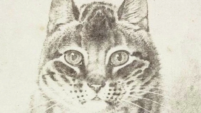 Foto kucing di masa awal