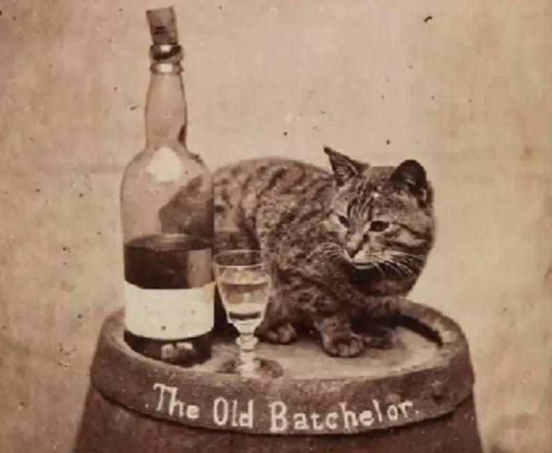 Foto kucing di masa awal
