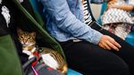 Kereta Ramah Hewan Peringati Hari Hewan Peliharaan di Taiwan
