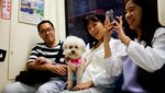Kereta Ramah Hewan Peringati Hari Hewan Peliharaan di Taiwan