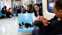 Taipei Rapid Transit Corp. (TRTC) mengatakan pihaknya mengerahkan empat kereta untuk menyediakan 16 layanan kereta yang mengizinkan hewan peliharaan untuk menumpangi MRT Jalur Merah (Xinyi-Tamsui).  