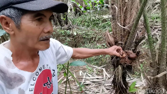 Petani salak di Banjarnegara, Noto Wiyono membiarkan buah salak membusuk di pohon akibat harga anjlok. Dipotret Selasa (2/4/2024).